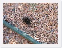 IMG_2695 * Thomas the Tarantula. He hasn't been back that we know of.. * 2592 x 1944 * (2.18MB)